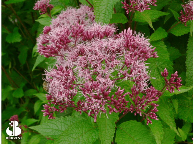 Eupatorium purpureum